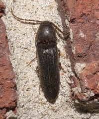 Megapenthes insignis