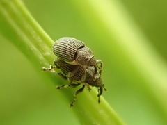 Ceutorhynchus constrictus