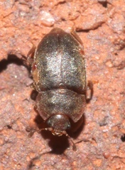 Epuraea rufa