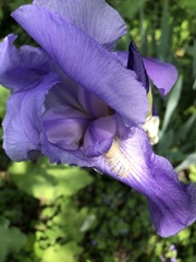 Iris