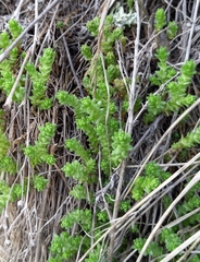 Sedum acre