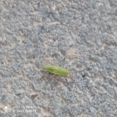 Trigonotylus caelestialium