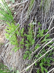 Sedum acre
