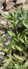 Berteroa incana