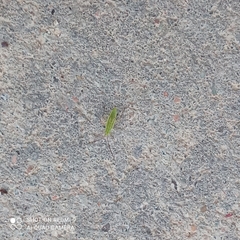 Trigonotylus caelestialium