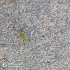 Trigonotylus caelestialium