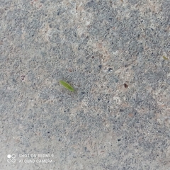 Trigonotylus caelestialium