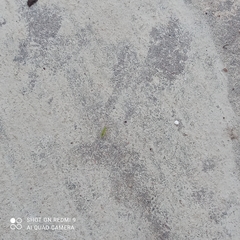 Trigonotylus caelestialium