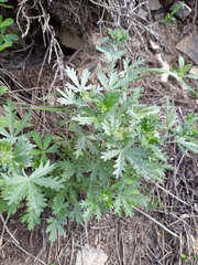 Potentilla argentea