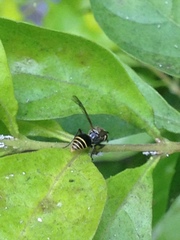 Protonectarina sylveirae