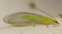 Chrysoperla plorabunda