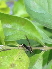 Protonectarina sylveirae