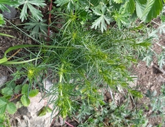 Galium verum
