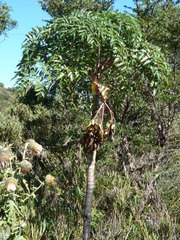 Myrrhidendron