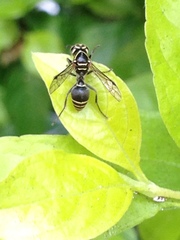 Protonectarina sylveirae