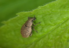 Tropiphorus terricola