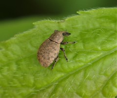 Tropiphorus terricola