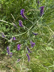 Vicia villosa