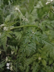 Anthriscus sylvestris