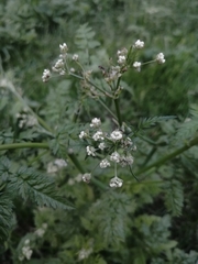 Anthriscus sylvestris