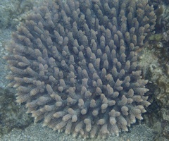 Acropora millepora