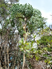 Myrrhidendron