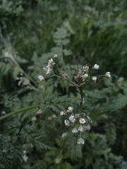 Anthriscus sylvestris