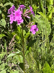 Phlox maculata