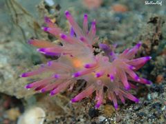 Coryphellina lotos
