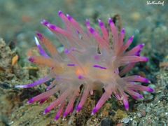 Coryphellina lotos