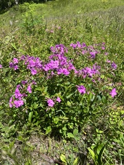 Phlox maculata