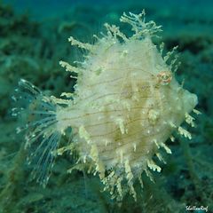 Chaetodermis penicilligerus