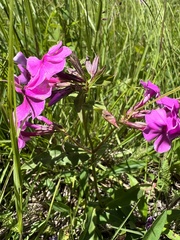 Phlox maculata