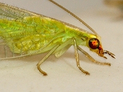 Chrysoperla plorabunda