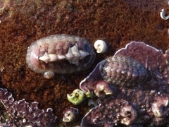 Lepidochitona cinerea