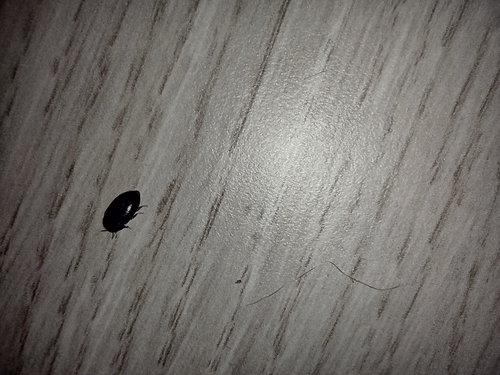 kožiar čierny (Attagenus unicolor)