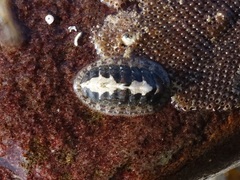 Lepidochitona cinerea