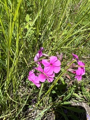 Phlox maculata
