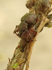 Dodecastichus inflatus