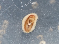 Lepidochitona cinerea