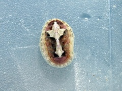 Lepidochitona cinerea