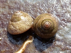 Steromphala cineraria