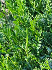 Astragalus agrestis