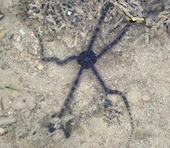 Ophiocoma scolopendrina