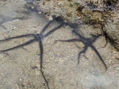 Ophiocoma scolopendrina