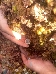 Dictyopteris polypodioides