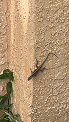 Anolis sagrei