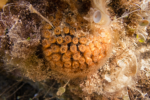 Cushion Coral, photo 7 of 10