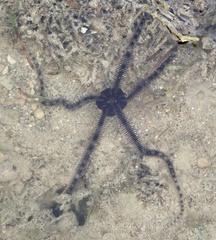 Ophiocoma scolopendrina