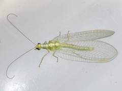 Chrysoperla plorabunda